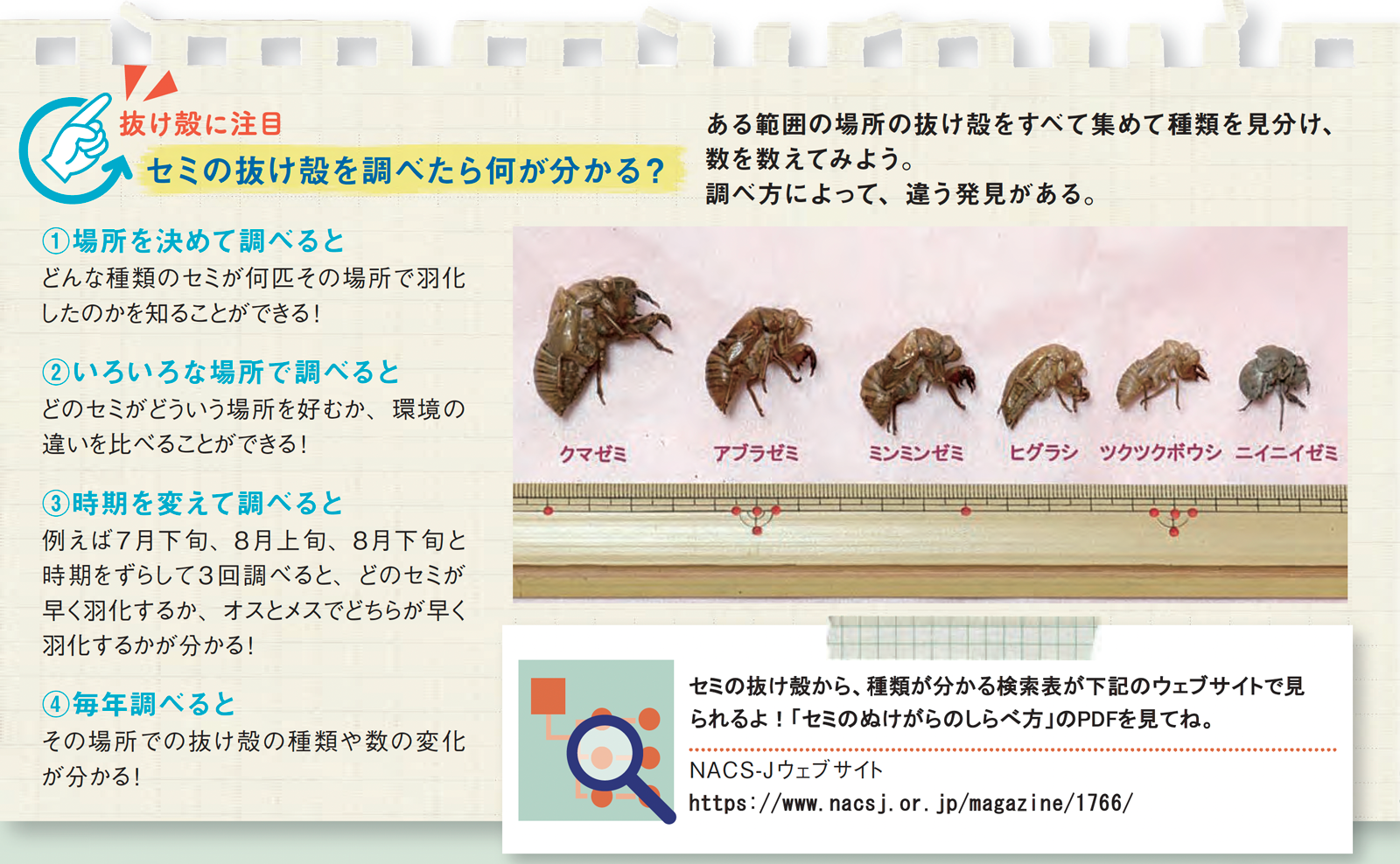 配布資料】今日から始める自然観察「夏だっ♪ セミのくらし再発見