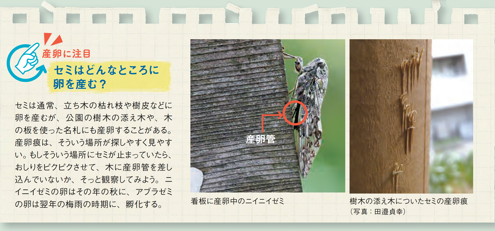 配布資料】今日から始める自然観察「夏だっ♪ セミのくらし再発見