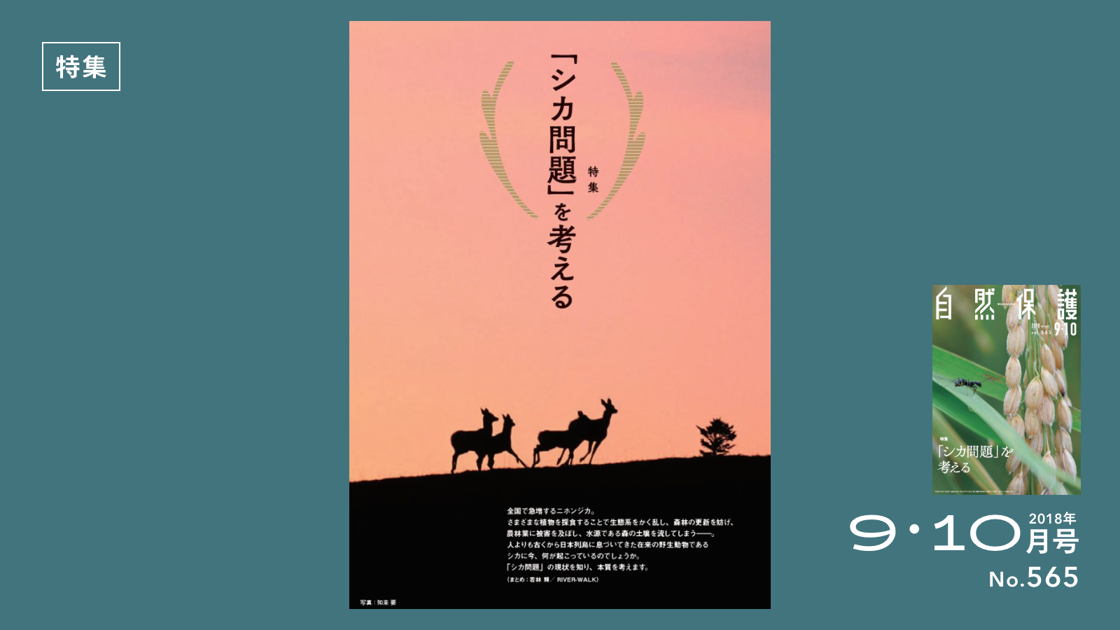 森とシカと日本人 | 知ろう、自然のこと | 日本自然保護協会