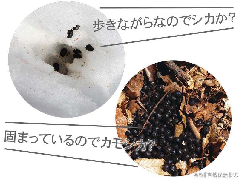 シカのふんの画像
