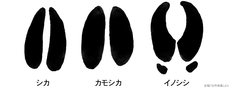 シカ、カモシカ、イノシシ の足跡のイラスト画像