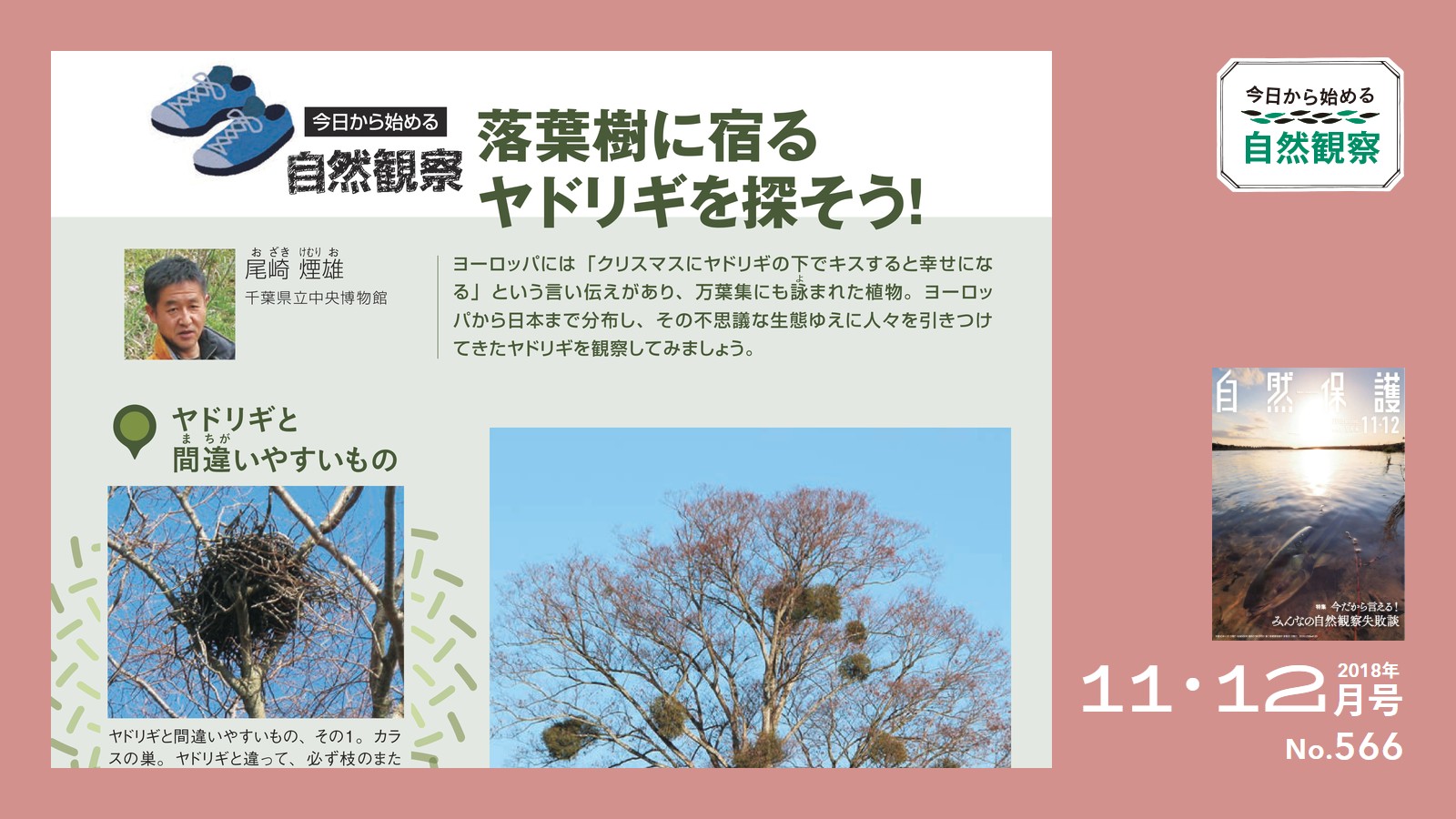 配布資料】今日から始める自然観察「落葉樹に宿るヤドリギを探そう