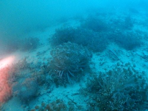 コモチハナガササンゴ(写真)