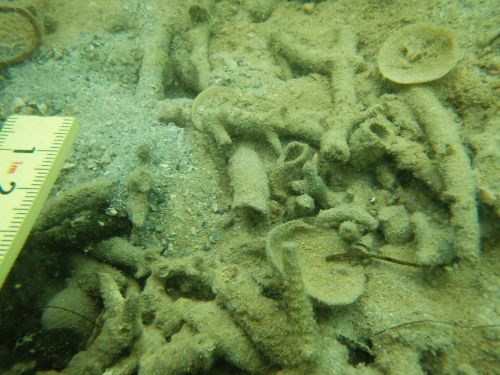 死滅した貝類(写真)