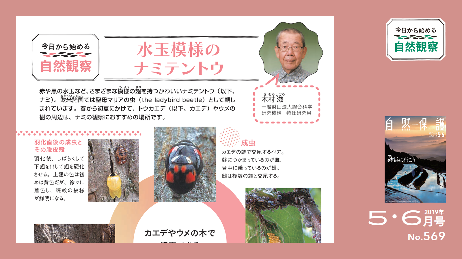 配布資料】今日から始める自然観察「水玉模様のナミテントウ」 | 知