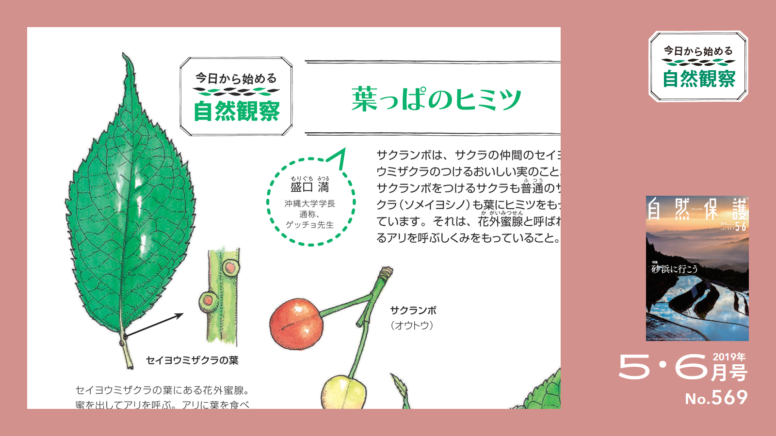 未生流　葉物葉組図解 葉っぱのヒミツ【今日からはじめる自然観察】 | 知ろう、自然のこと