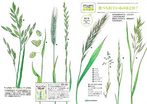 ピクチャーカード(ムギに似ている雑草8種の絵)