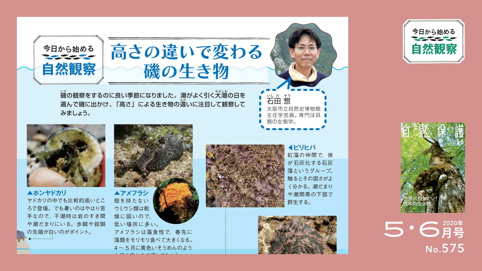 配布資料】今日から始める自然観察「高さの違いで変わる磯の生き物