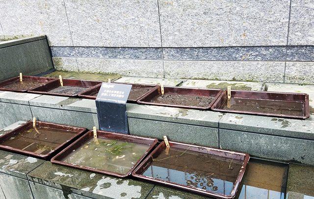 水草再生実験中の写真
