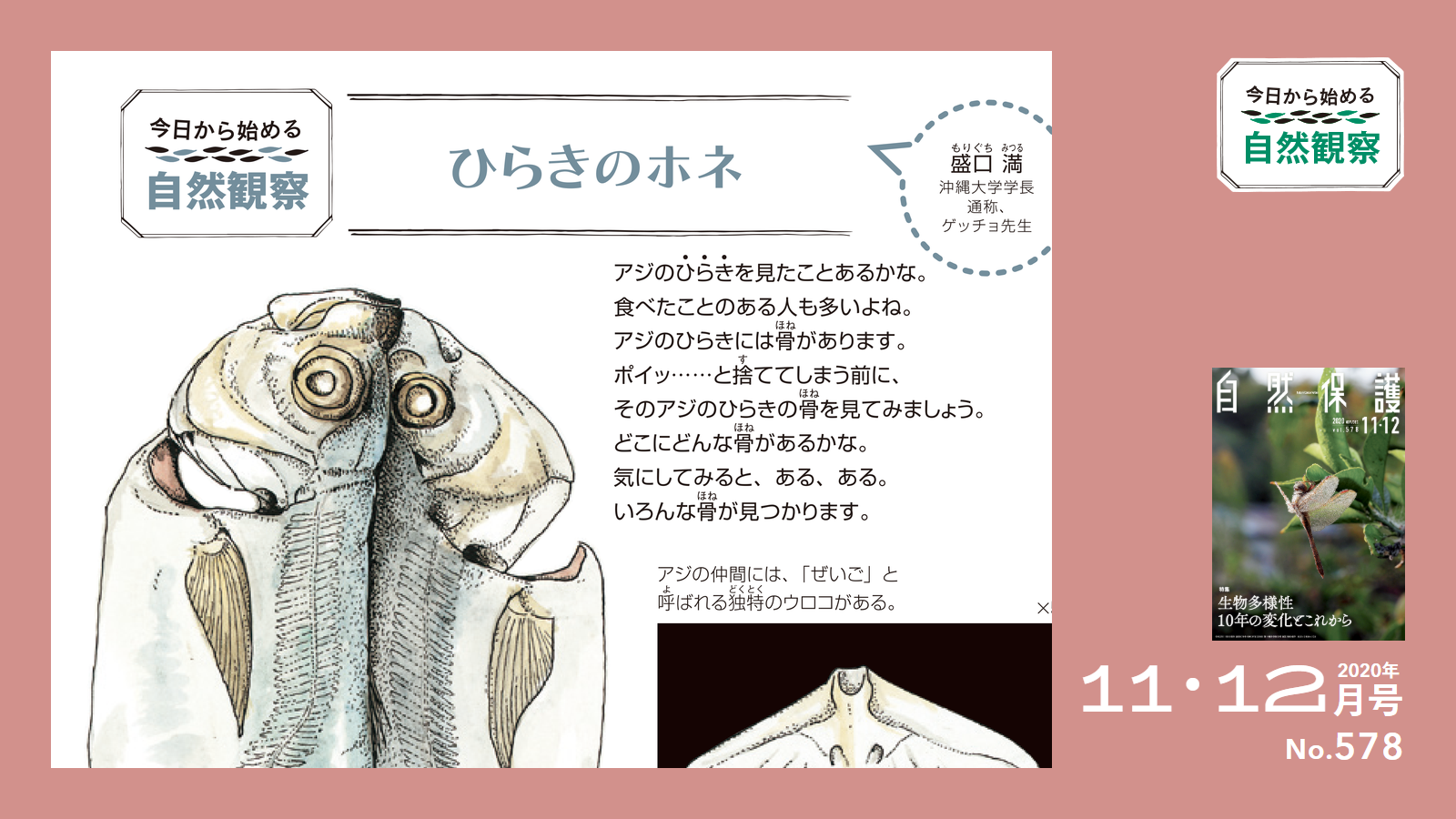 578号今日からはじめる自然観察（ゲッチョ先生）