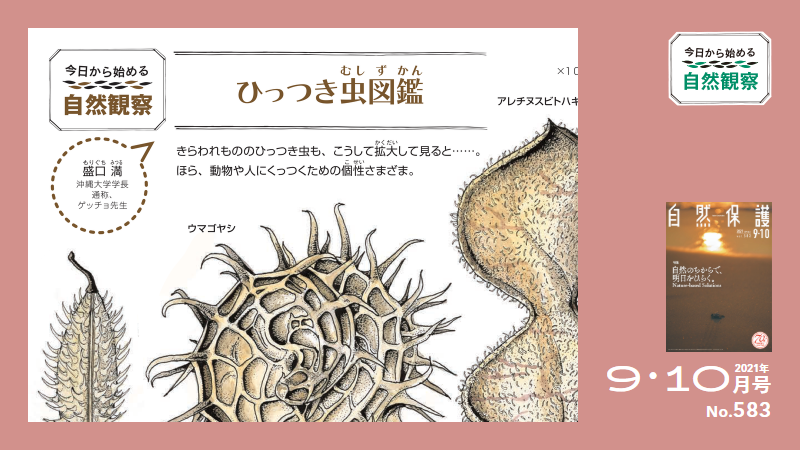583号今日からはじめる自然観察（ゲッチョ先生）アイキャッチ