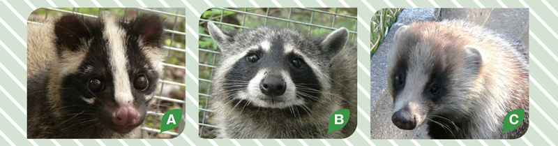 3匹の動物の顔写真