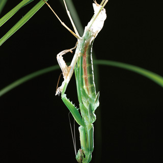 オオカマキリのメス羽化の画像