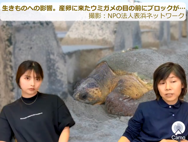 生きものへの影響。産卵に来たウミガメの目の前にブロックが...