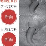 毛の生え方