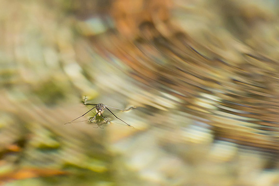 アメンボが水に波紋を作っている写真