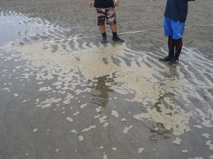 浜を読む④ ～波の花～ | 知ろう、自然のこと | 日本自然保護協会オフィシャルサイト