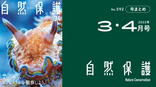 会報『自然保護』No.592　2023年3・4月号　特集:スプリング・エフェメラルを観察しよう。