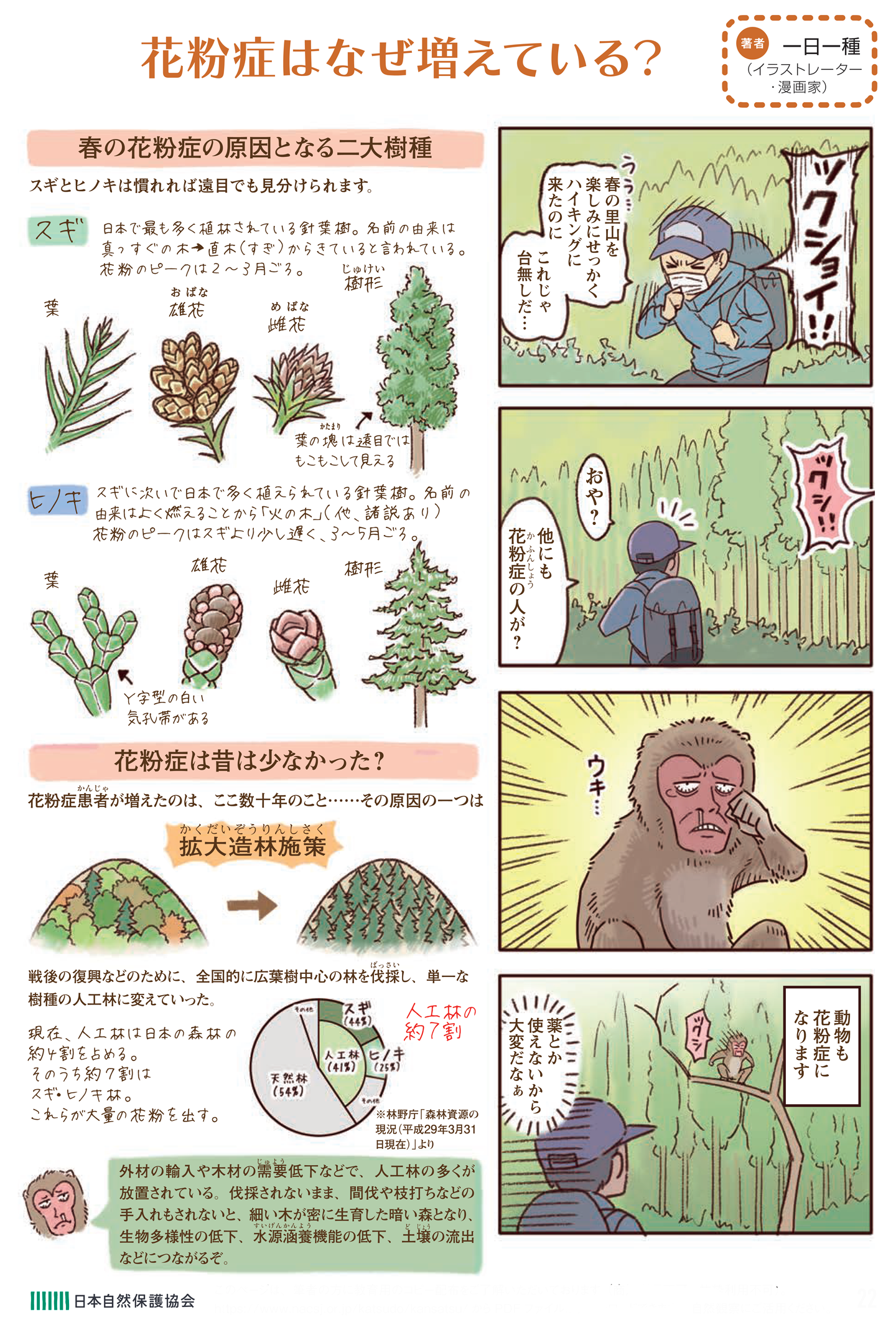 春の花粉症の原因となる二大樹種
