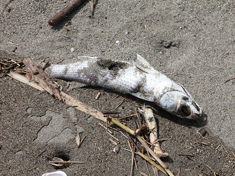 魚のキャリオン