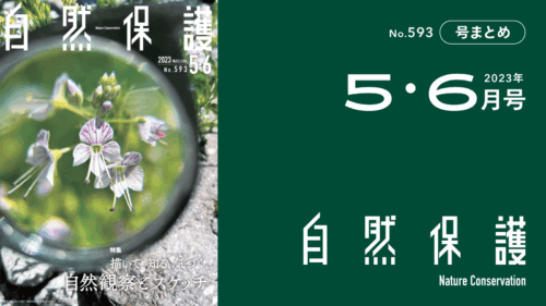 会報『自然保護』No.593　2023年5・6月号　特集:描いて、知る、気づく。自然観察とスケッチ