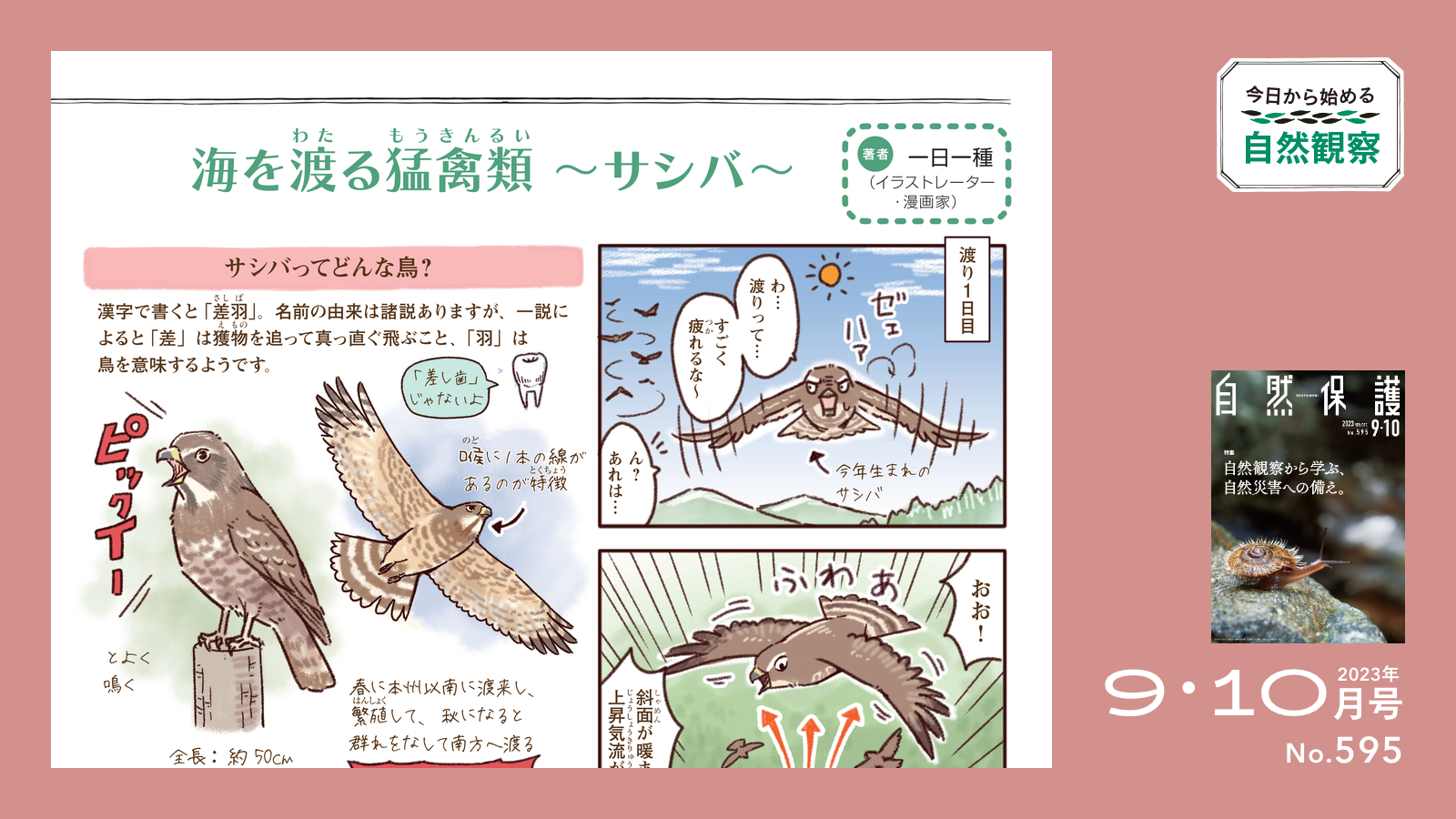 猛禽類、ハト、水鳥マニュアル 本 猛禽類、ハト、水鳥マニュアル