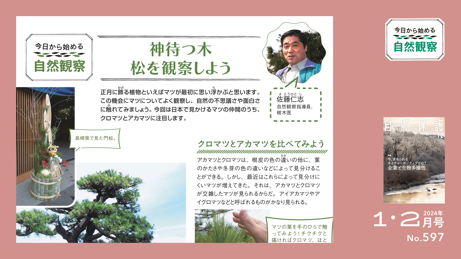 配布資料】今日から始める自然観察「神待つ木 松を観察しよう」 | 知
