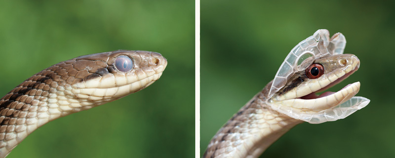 脱皮するシマヘビの画像