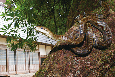アオダイショウの画像