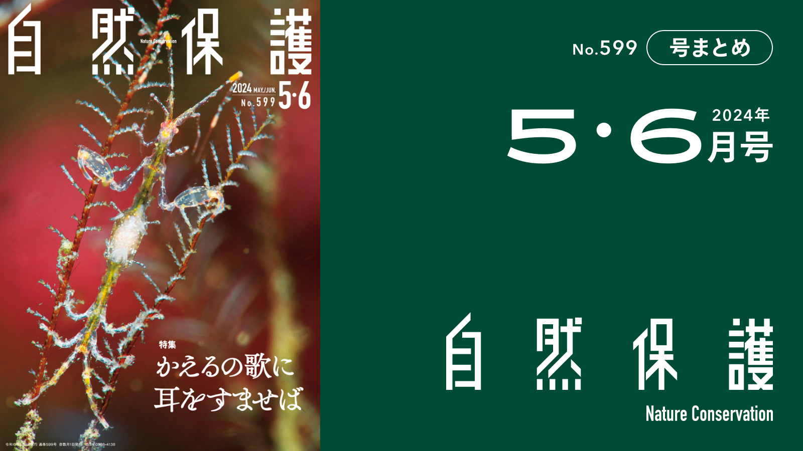 会報『自然保護』No.599 2024年5・6月号 特集:かえるの歌に耳をすませ