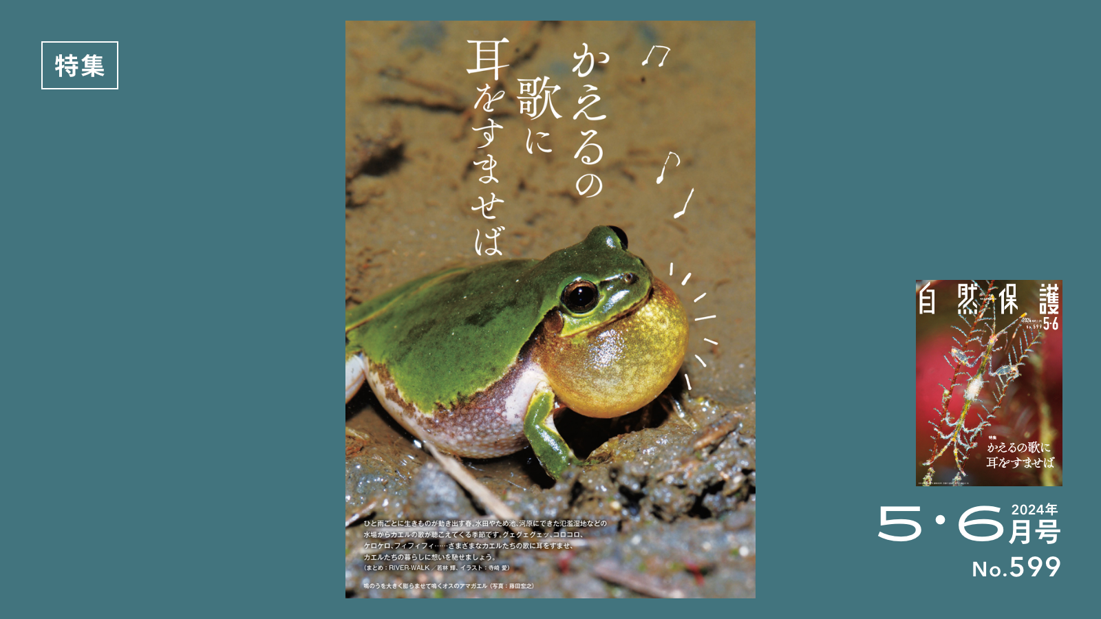 カエルはどう鳴く？なんで鳴く？ | 知ろう、自然のこと | 日本自然保護