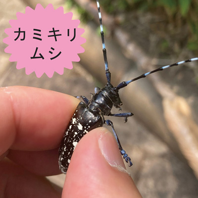 カミキリムシ