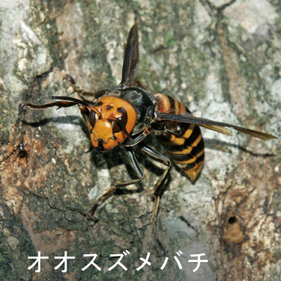 オオスズメバチ