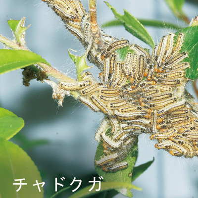 チャドクガ