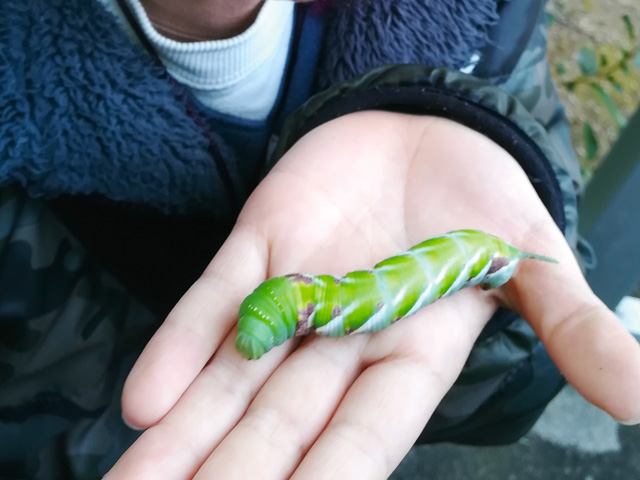 スズメガの仲間の幼虫