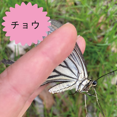 チョウ
