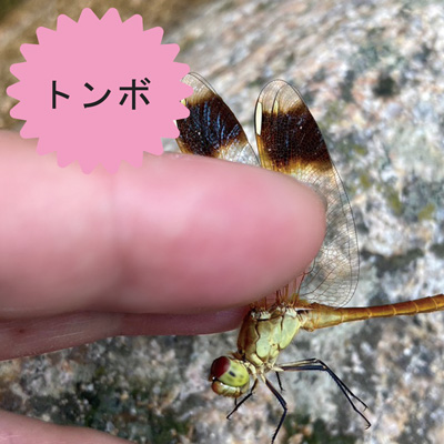 トンボ