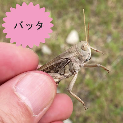 バッタ