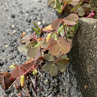 雨に濡れた赤葉カタバミの画像