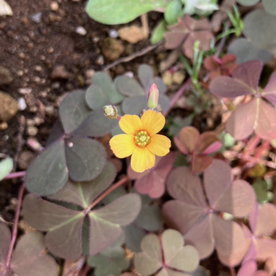 赤葉のカタバミの黄色い花