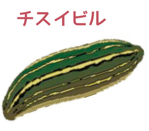 チスイビル のイラスト画像