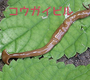コウガイビルの画像