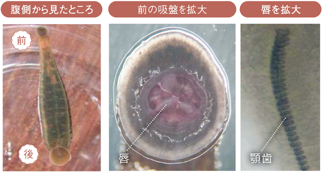 ヤマビルの裏側の画像