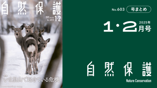 会報『自然保護』No.603　2025年1・2月号　特集:いま里山で起きている危機