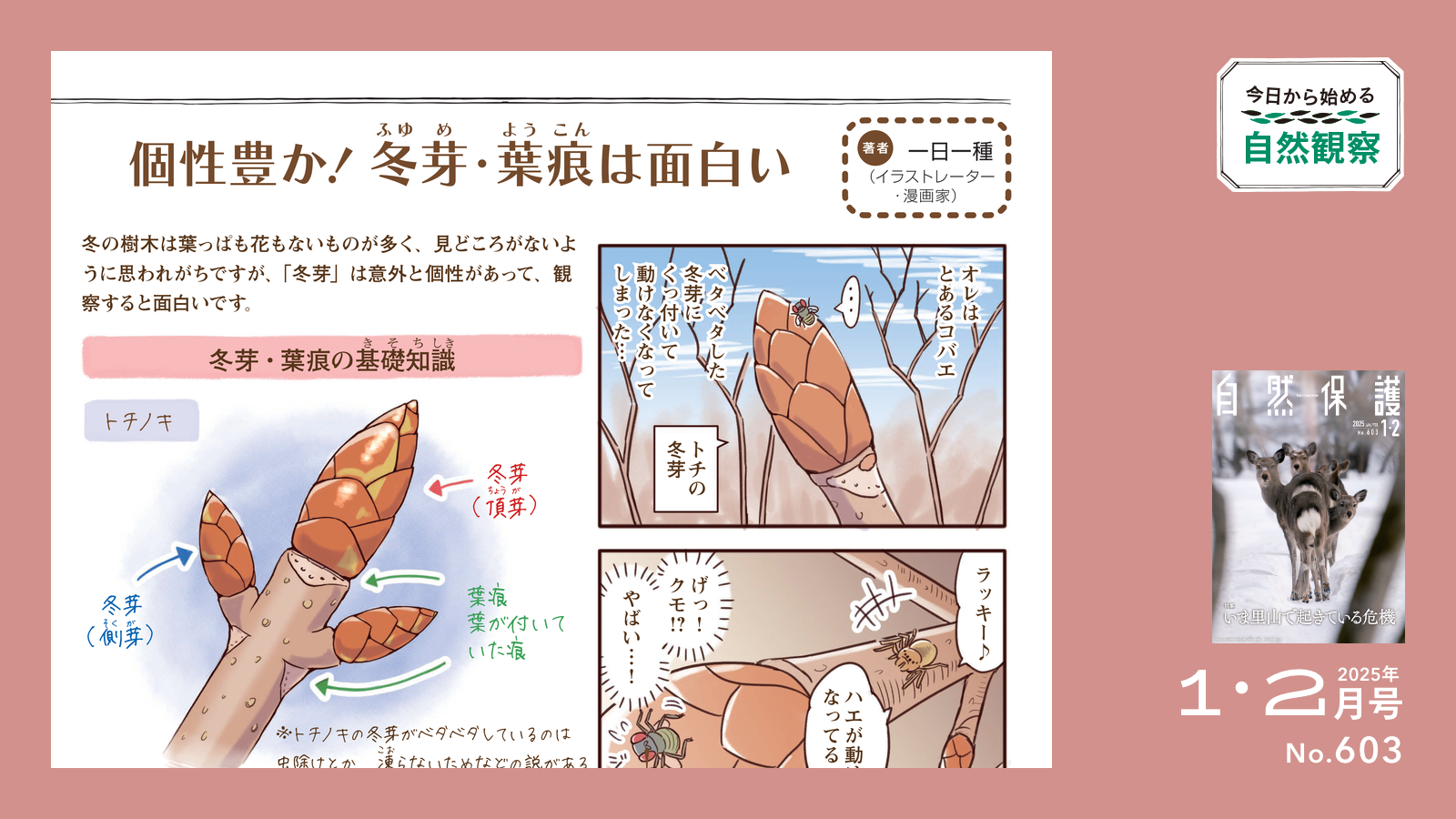 配布資料】今日から始める自然観察「個性豊か！ 冬芽・葉痕は面白い