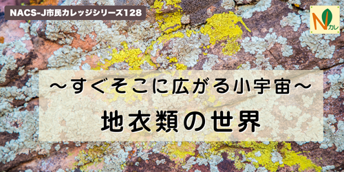 Nカレタイトルバナー画像