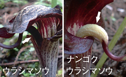 ナンゴクウラシマソウとウラシマソウの比較画像