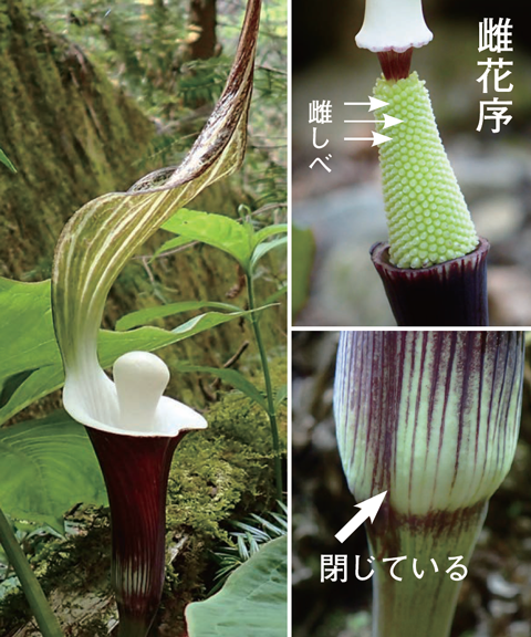 雌花序の画像