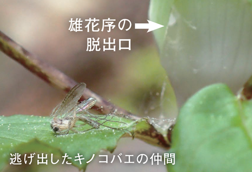 脱出口から逃げ出したキノコバエの仲間の画像