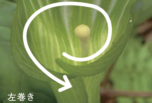 左巻きの仏炎苞の画像